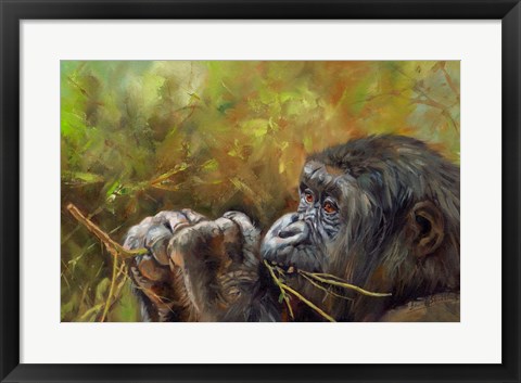 Framed Young Lowland Gorilla Print