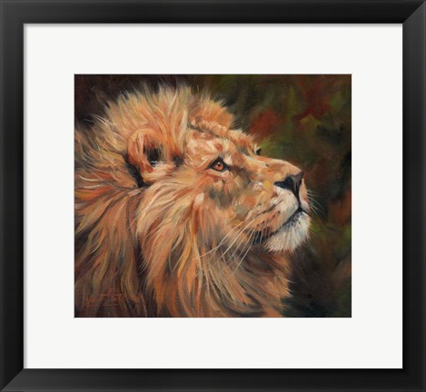 Framed Lion Study Print