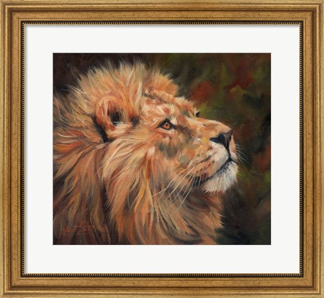 Framed Lion Study Print