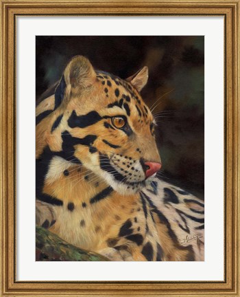 Framed Clouded Leopard Portrait Print