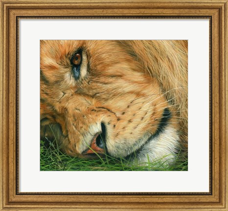 Framed Lion Sleeps Print