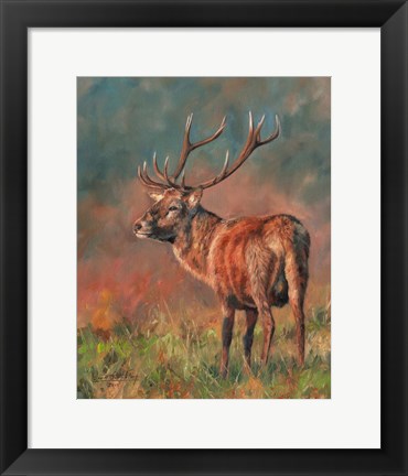 Framed Red Deer Stag 1620 Print