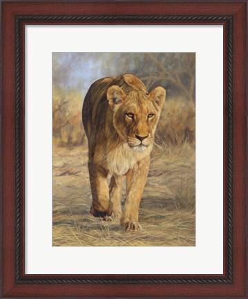 Framed Lioness Walk Print