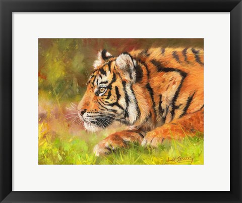 Framed Tiger Study 10 Print