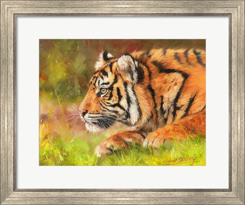 Framed Tiger Study 10 Print