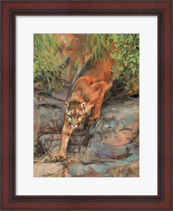 Framed Mountain Lion 2 Print