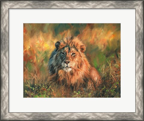 Framed Lion At Sunset Print