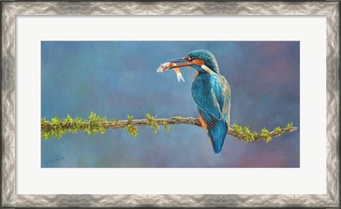 Framed Kingfisher 3 Print