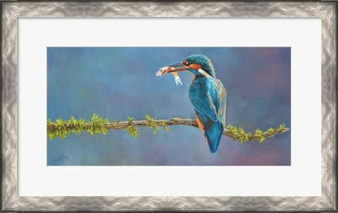 Framed Kingfisher 3 Print