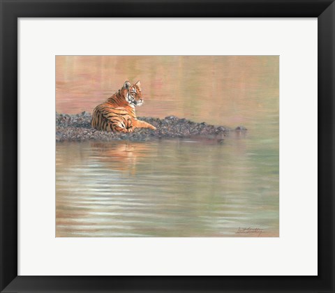 Framed Tiger Water Repose Print