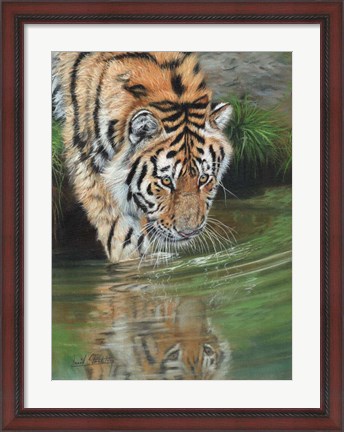 Framed Tiger Cub Reflections Print