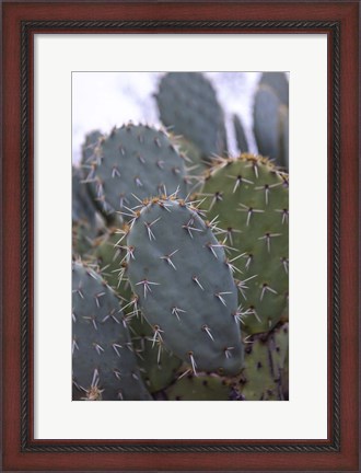 Framed Arizona Cactus Print