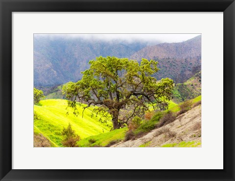 Framed Prolab Oak Tree Print