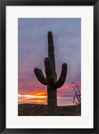 Framed Cactus 2 Print