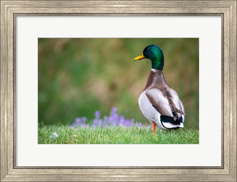 Framed Mallard Duck Print