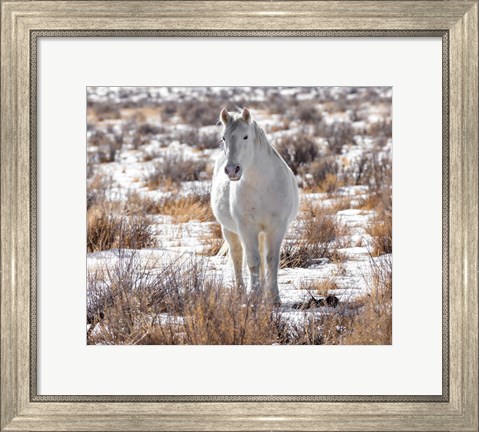 Framed Horse in the Snow Print