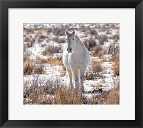 Framed Horse in the Snow Print