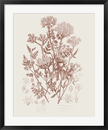 Framed Flowering Plants IV Brown Print