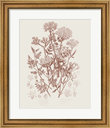 Framed Flowering Plants IV Brown Print