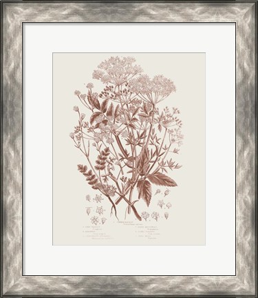 Framed Flowering Plants I Brown Print