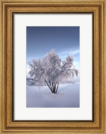 Framed Snow Covered Tree in the Yukon River, Canada Print