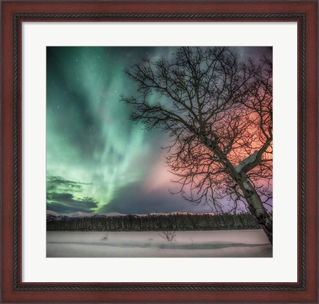 Framed Northern Lights and Bare Tree, Yukon River, Yukon, Canada Print