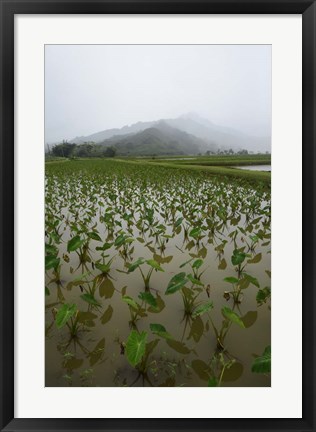 Framed Taro Field in Hanalei National Wildlife Refuge Print