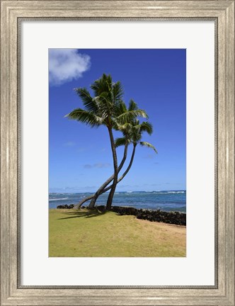 Framed Palm Trees on the Coast Of Hauula, Oahu, Hawaii Print