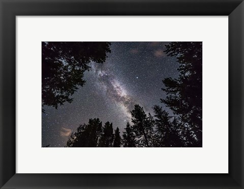 Framed Summer Milky Way Looking Up Through Trees in Banff National Park Print