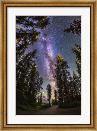 Framed Summer Milky Way With Through Pine Trees Print