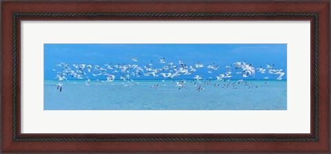 Framed Sugarlife Seabirds Print