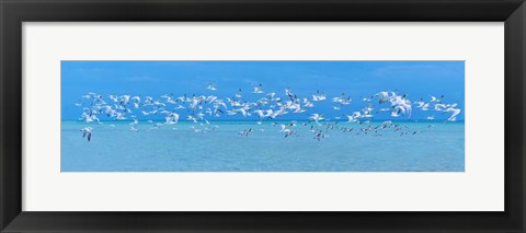 Framed Sugarlife Seabirds Print