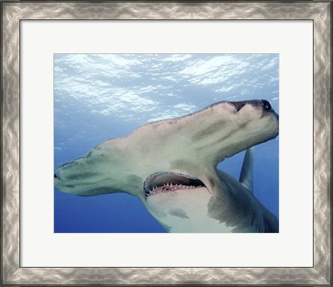 Framed Great Hammerhead Shark With Mouth Open Print