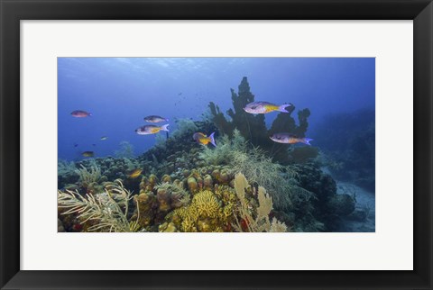 Framed Small Group Of Creole Wrasse Pass Over a Reef Print