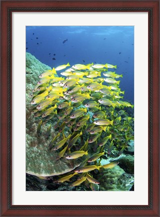 Framed School Of Fish Bonds Tightly Together For Protection Print