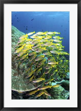 Framed School Of Fish Bonds Tightly Together For Protection Print