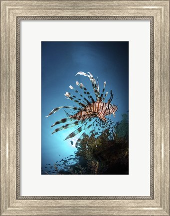 Framed Lionfish Hovers Over a Coral Reef As the Sun Sets Print