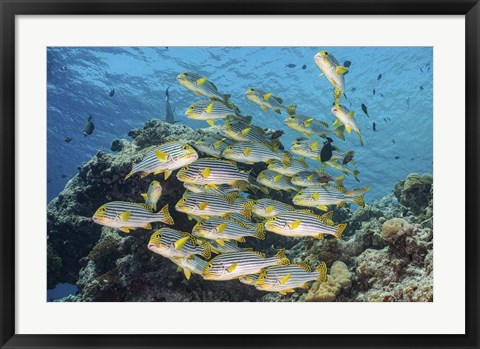 Framed School Of Sweetlip Fish Stacked Up Against a Coral Head Print