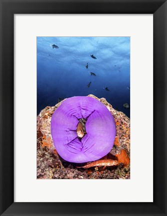 Framed Clownfish Peeks Out From a Purple Anemone Print