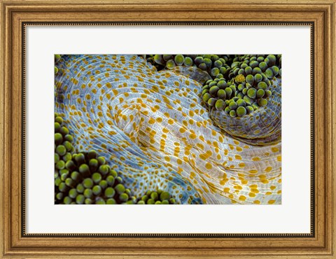 Framed Texture Of An Anemone Print