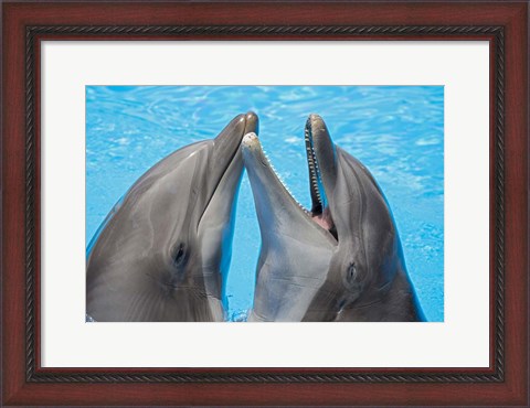 Framed Atlantic Bottlenose Dolphins Print