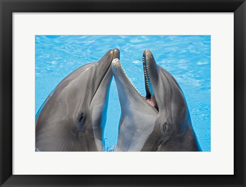 Framed Atlantic Bottlenose Dolphins Print