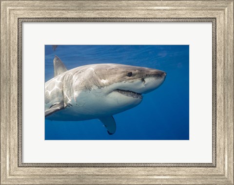 Framed Great White Shark Print