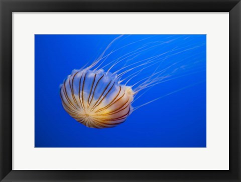Framed Compass Jellyfish Print