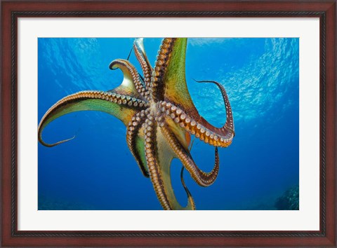 Framed Day Octopus Print