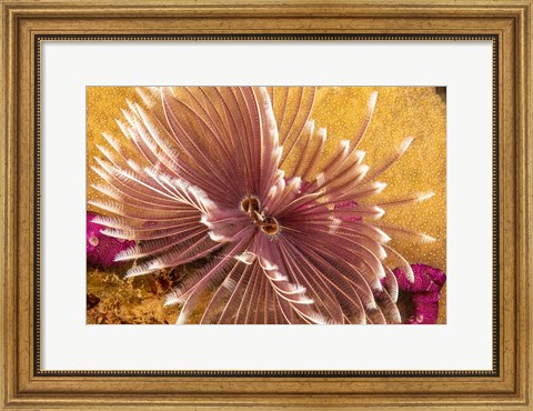 Framed Indian Feather Duster Worm Print