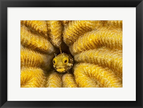 Framed Spinyhead Blenny in Hard Coral Print