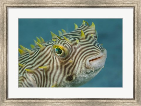 Framed Web Burrfish Print