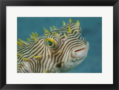 Framed Web Burrfish Print