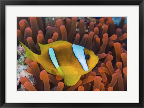 Framed Red Sea Clownfish Print